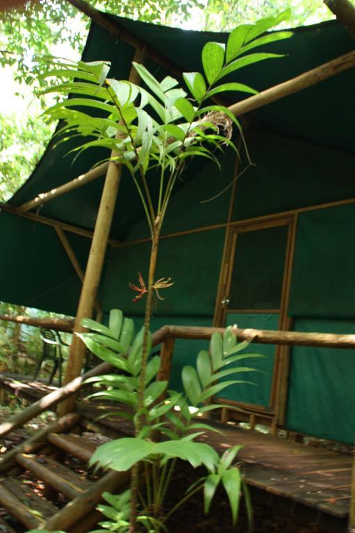 Daintree Crocodylus Villa Cow Bay Room photo