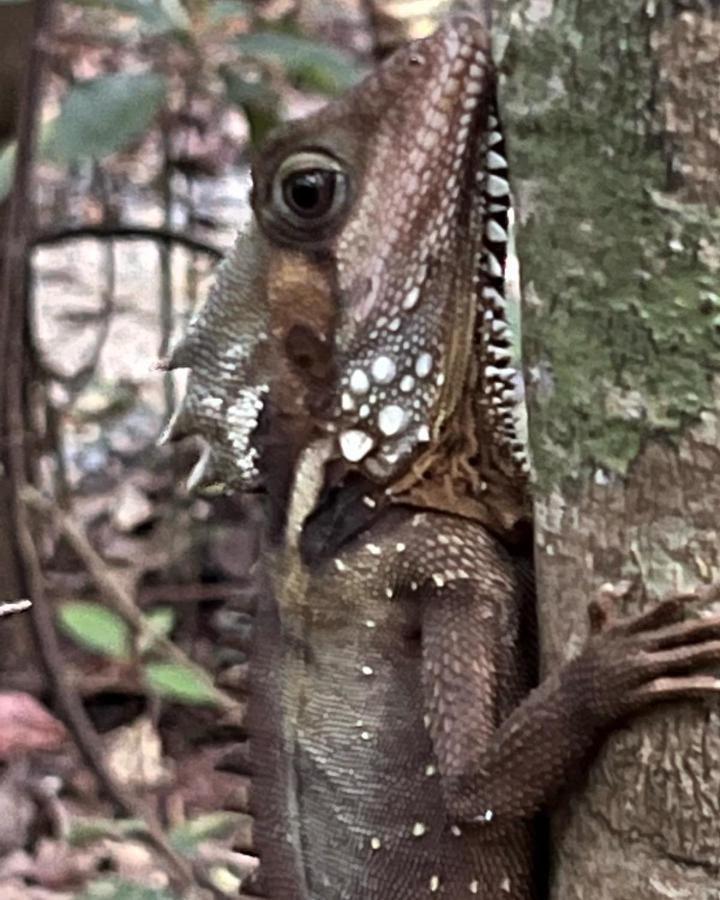 Daintree Crocodylus Villa Cow Bay Exterior photo