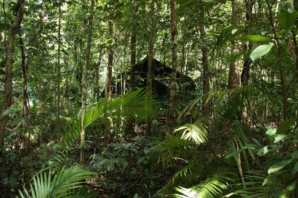 Daintree Crocodylus Villa Cow Bay Room photo