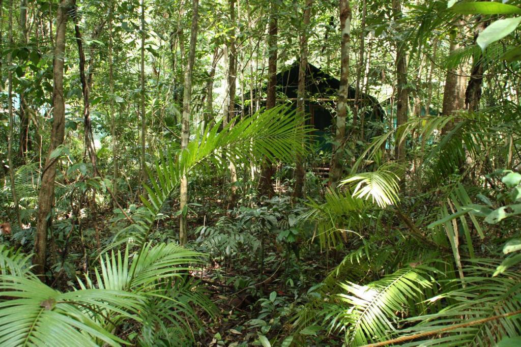 Daintree Crocodylus Villa Cow Bay Room photo