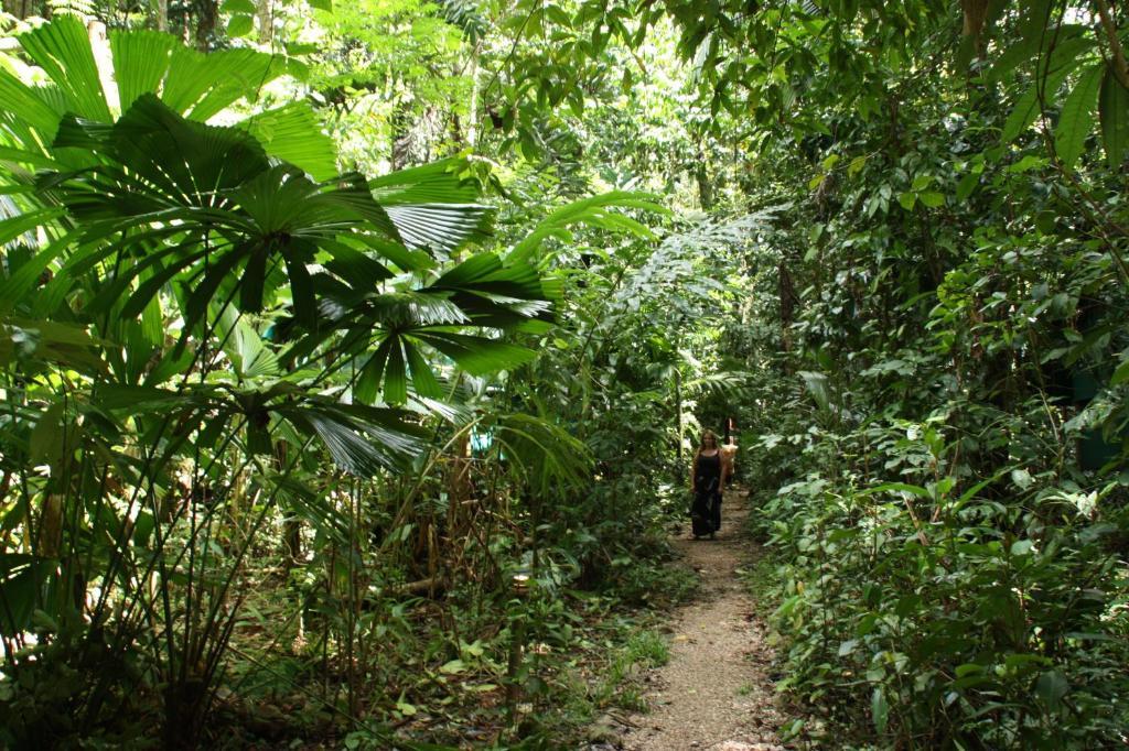 Daintree Crocodylus Villa Cow Bay Room photo