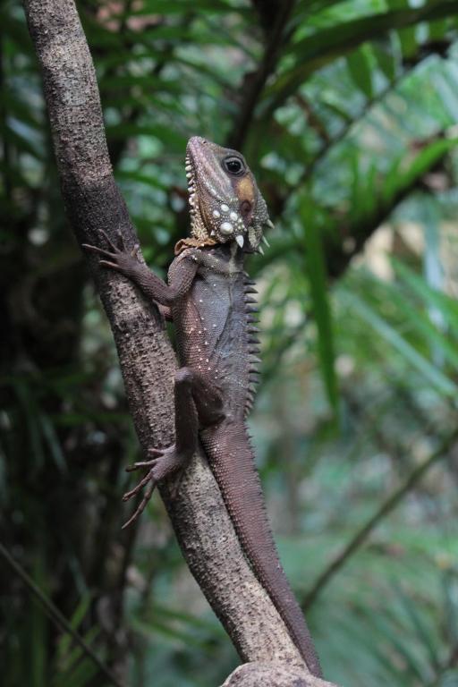 Daintree Crocodylus Villa Cow Bay Exterior photo