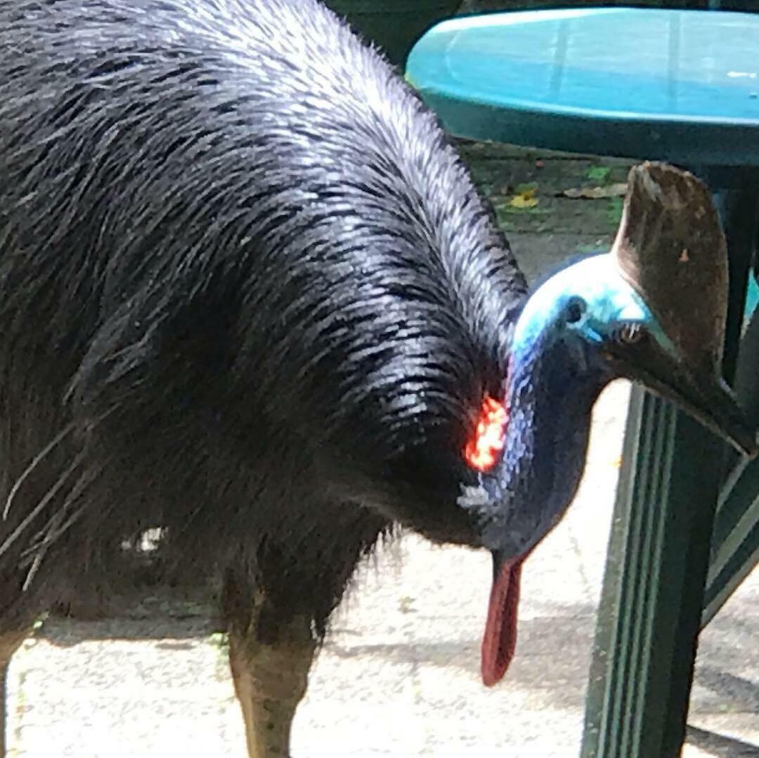 Daintree Crocodylus Villa Cow Bay Exterior photo
