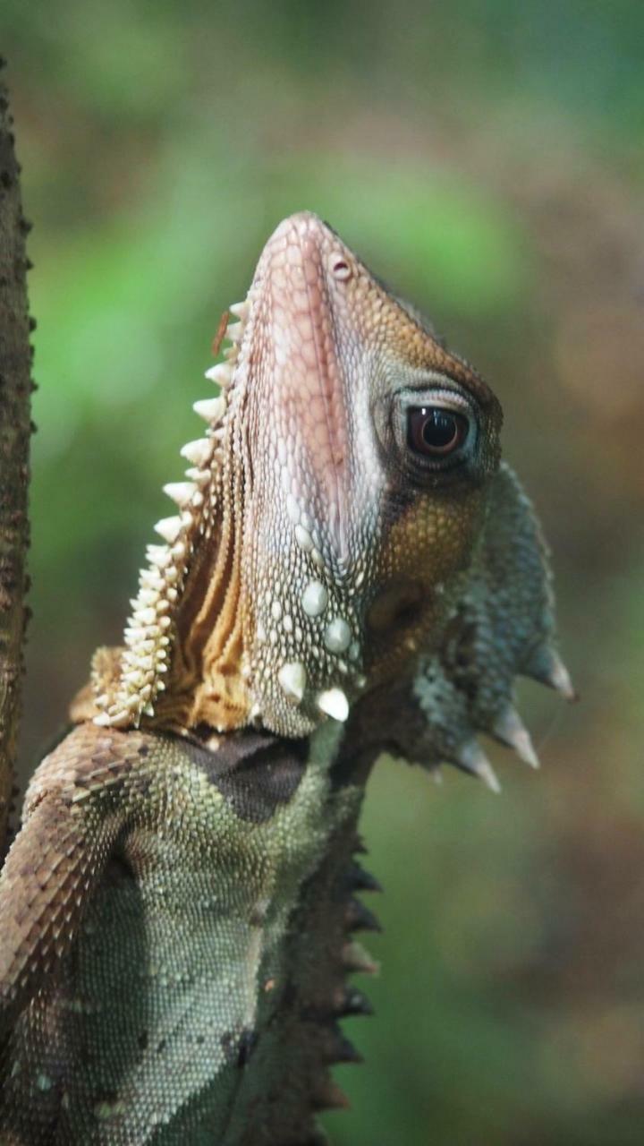 Daintree Crocodylus Villa Cow Bay Exterior photo