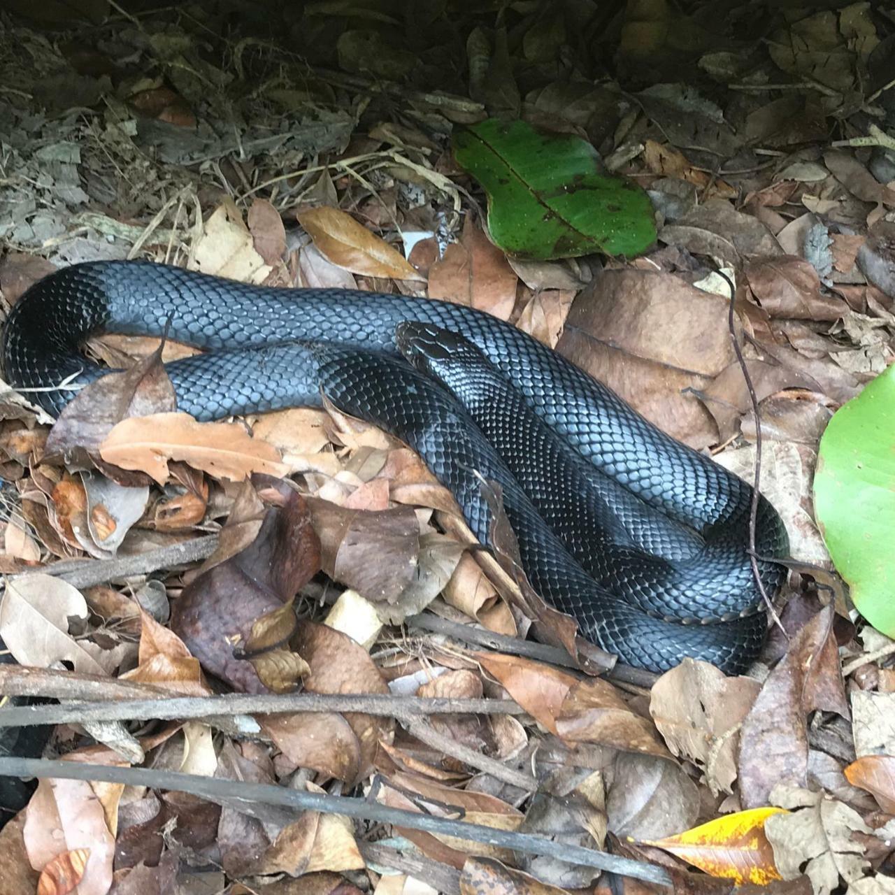 Daintree Crocodylus Villa Cow Bay Exterior photo