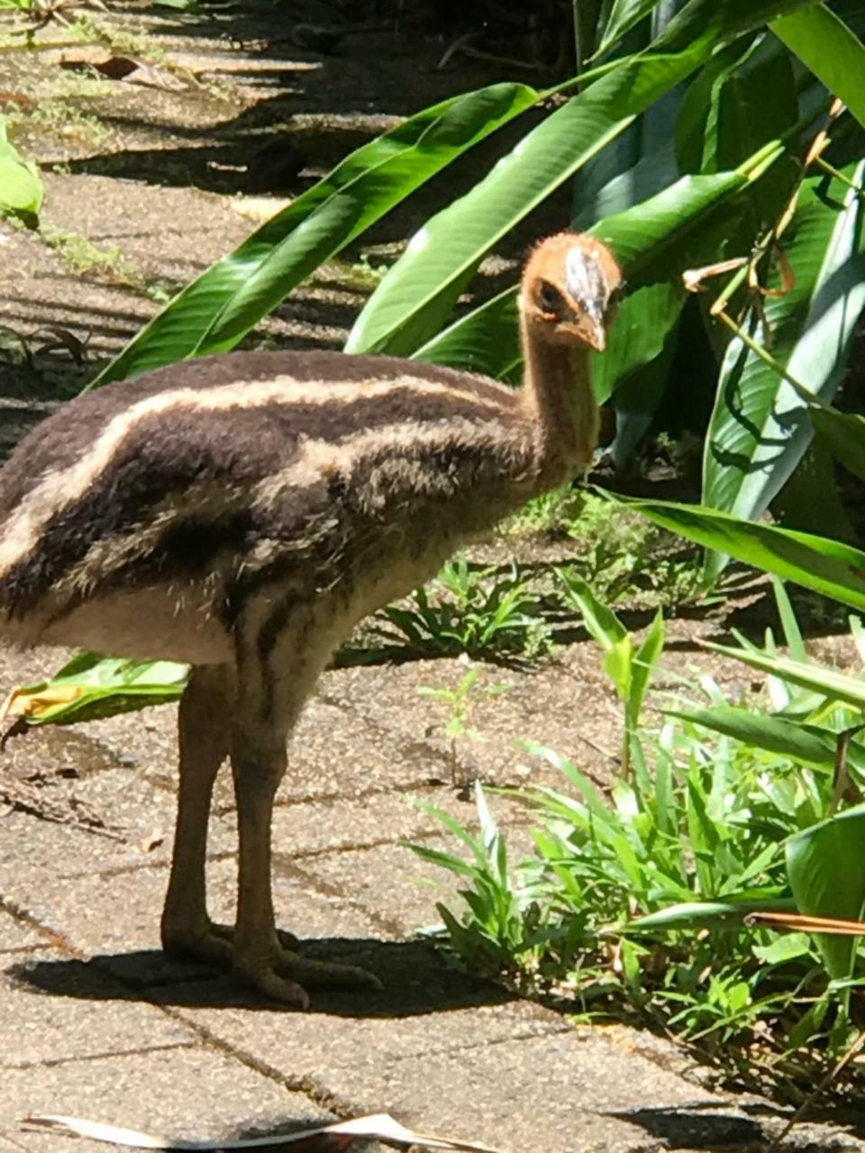 Daintree Crocodylus Villa Cow Bay Exterior photo