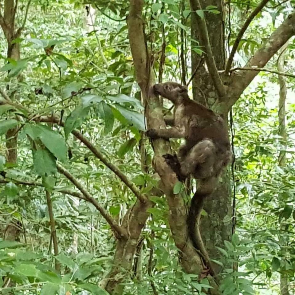 Daintree Crocodylus Villa Cow Bay Exterior photo